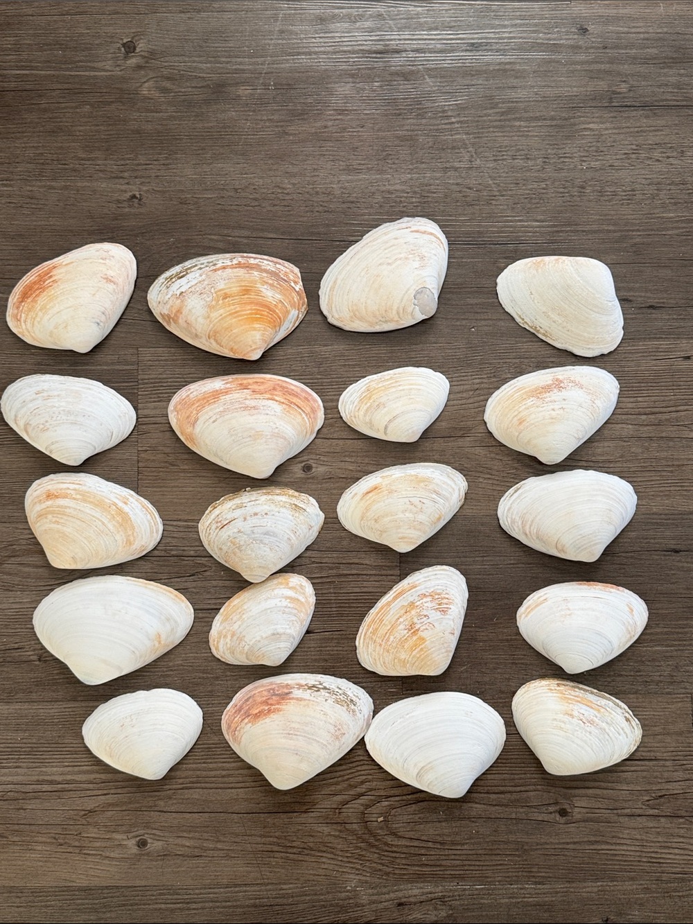 Natural Seashells